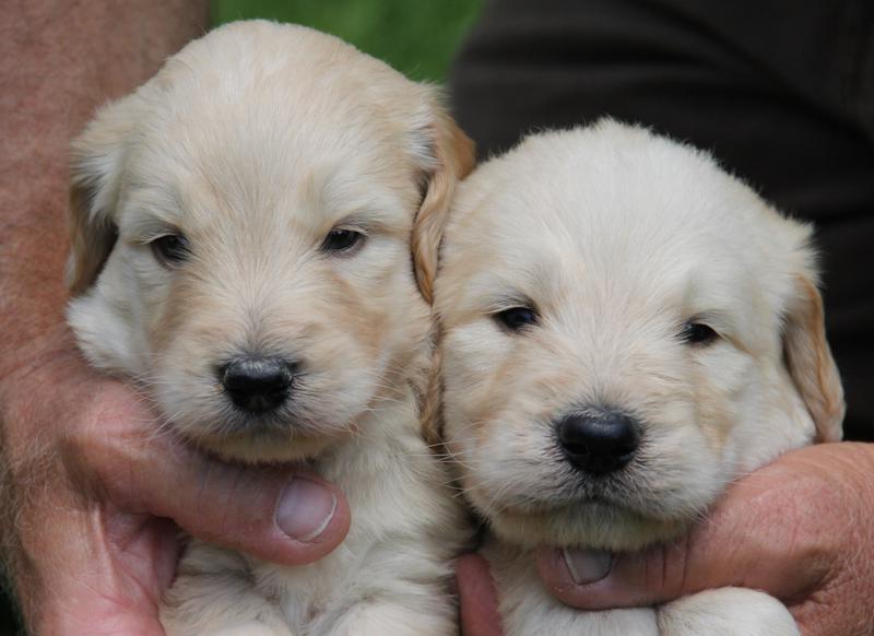 Apples Labradoodle May 2020 Puppies