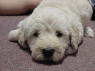 Labradoodle